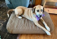 The Ultimate Buyer’s Guide to Finding the Best Large Dog Bed for Sale