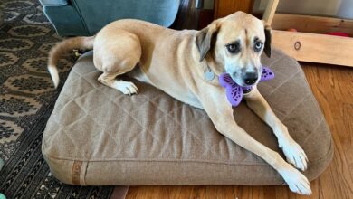 The Ultimate Buyer’s Guide to Finding the Best Large Dog Bed for Sale