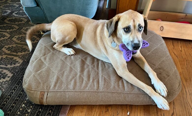 The Ultimate Buyer’s Guide to Finding the Best Large Dog Bed for Sale